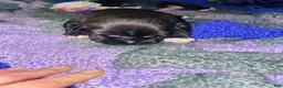 American Pit Bull Terrier dogs for sale: American Pit Bull Terrier 1 - Ad 2