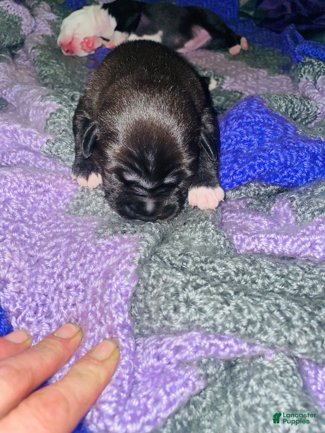 American Pit Bull Terrier dogs for sale: American Pit Bull Terrier 1 - Ad 2