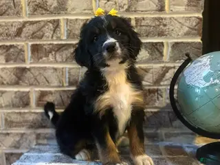 Bernedoodle dogs Faith - Ad 41