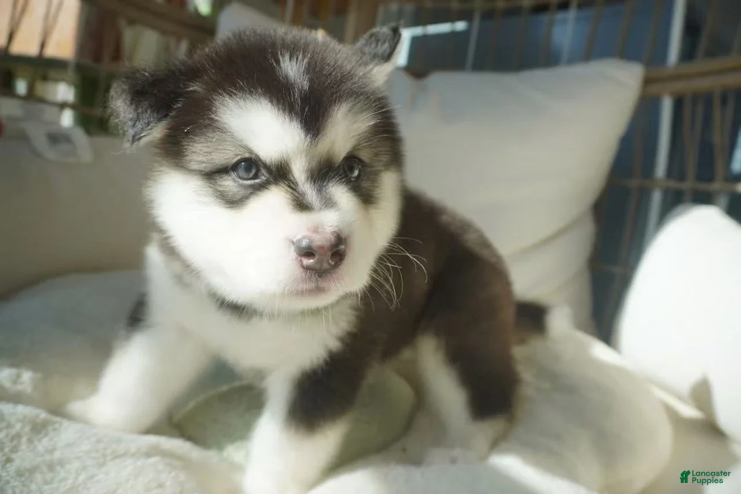 Alaskan Malamute dogs for sale: Saseme - Ad 10