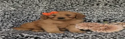 Golden Retriever dogs for sale: Sophie - Ad 3