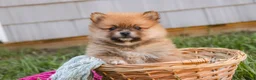 Pomeranian dogs for sale: Bingo Pomeranian  - Ad 6