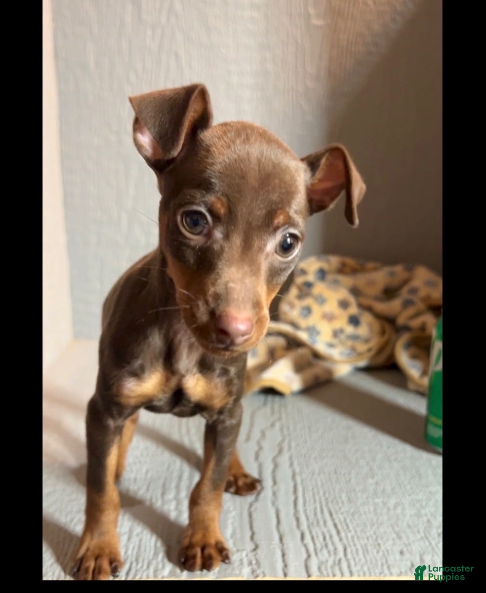 Miniature Pinscher dogs Ruby - Ad 16
