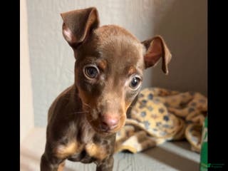 Miniature Pinscher dogs Ruby - Ad 16