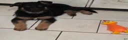 German Shepherd dogs for sale: German Shepherd 1 - Ad 6
