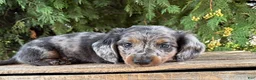 Dachshund dogs for sale: Sterling - Ad 3