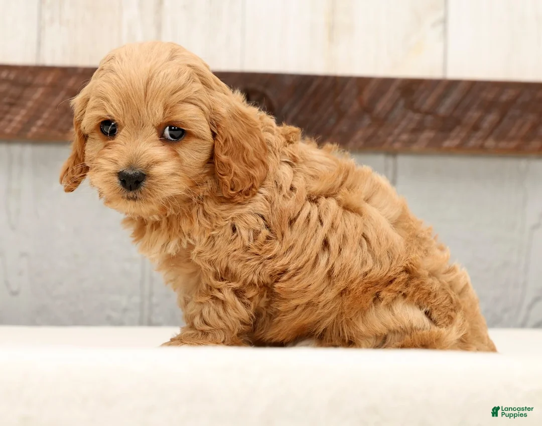 Cockapoo dogs for sale: Hosea - Ad 4