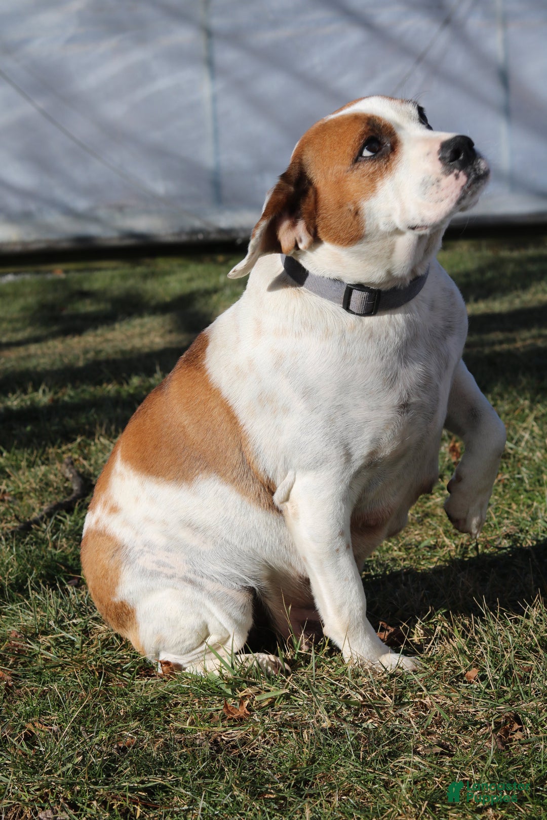 Mixed Breed dogs for sale: Sunny - Ad 7