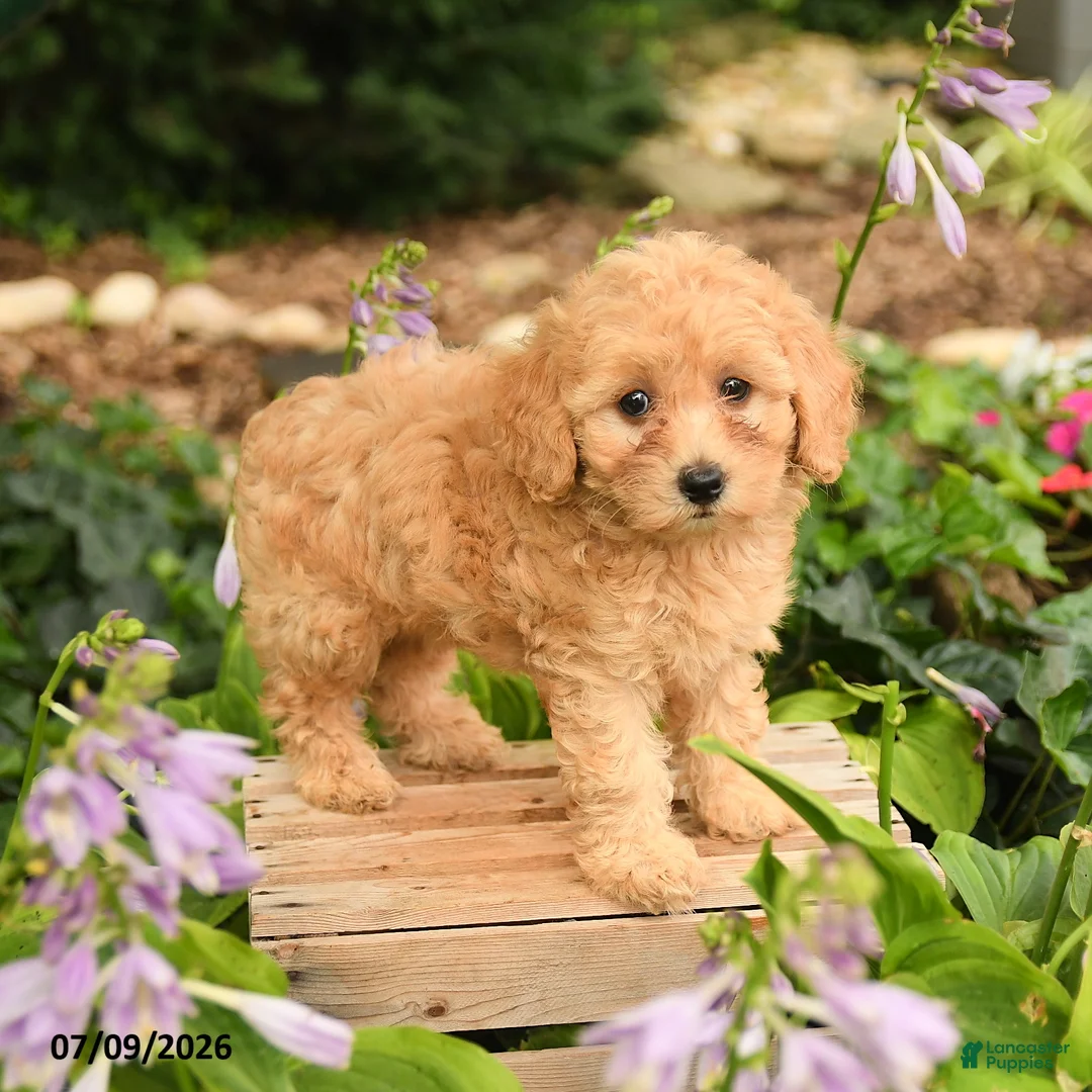 Maltipoo dogs for sale: Rose  - Ad 3