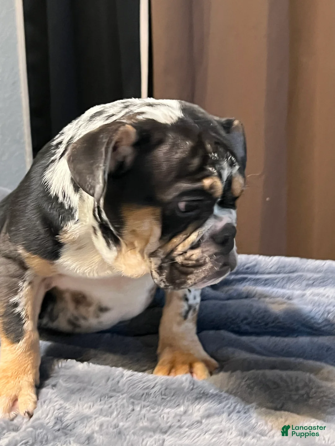 English Bulldog dogs for sale: Juice - Ad 2