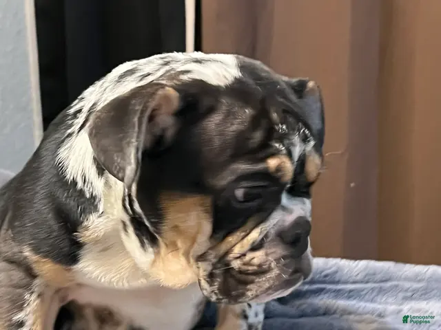 English Bulldog dogs for sale: Juice - Ad 2