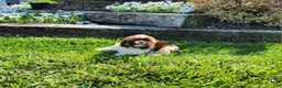 Shihpoo dogs for sale: Luigi - Ad 3