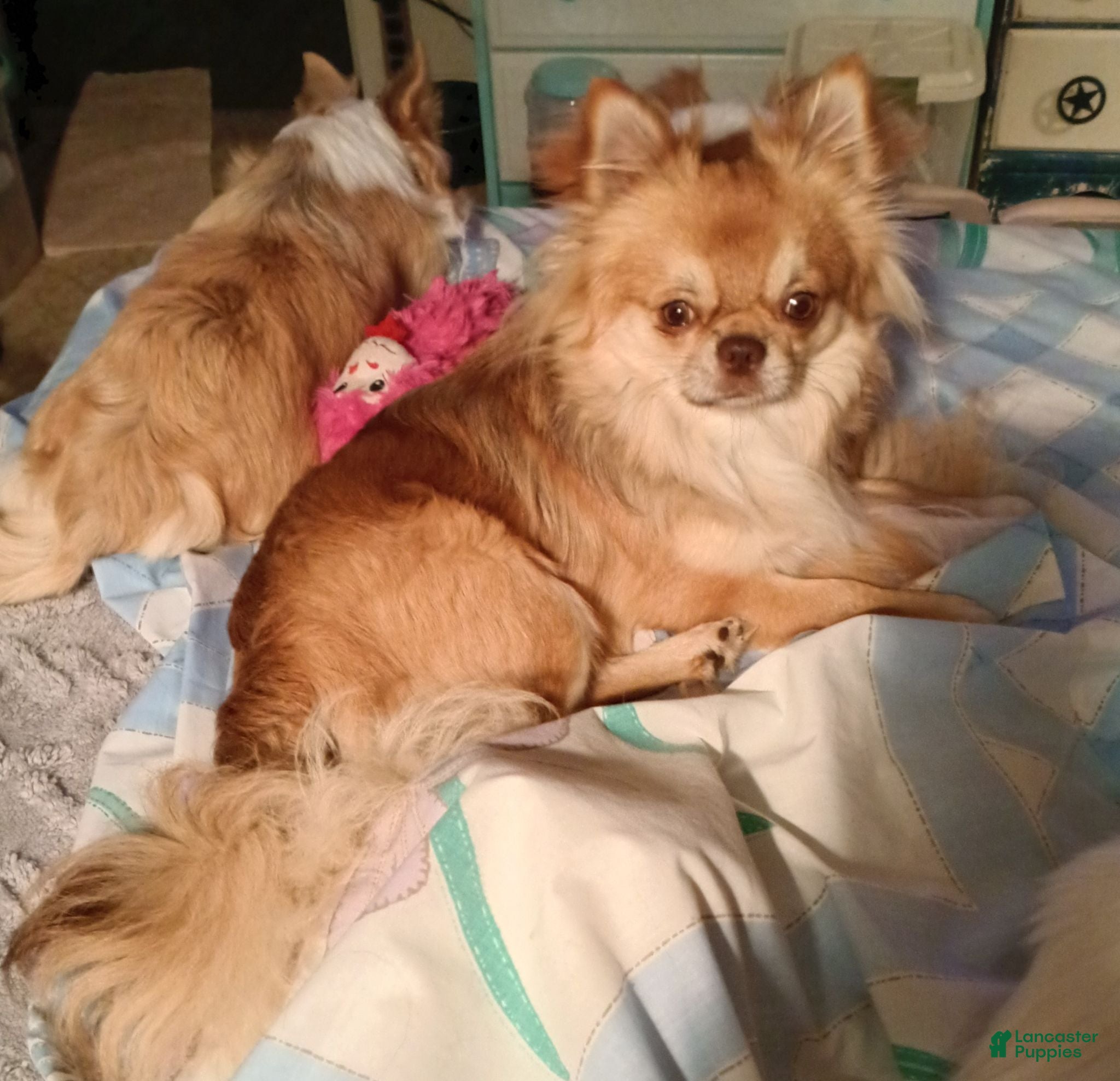 Chihuahua dogs Chihuahua 1 - Ad 14