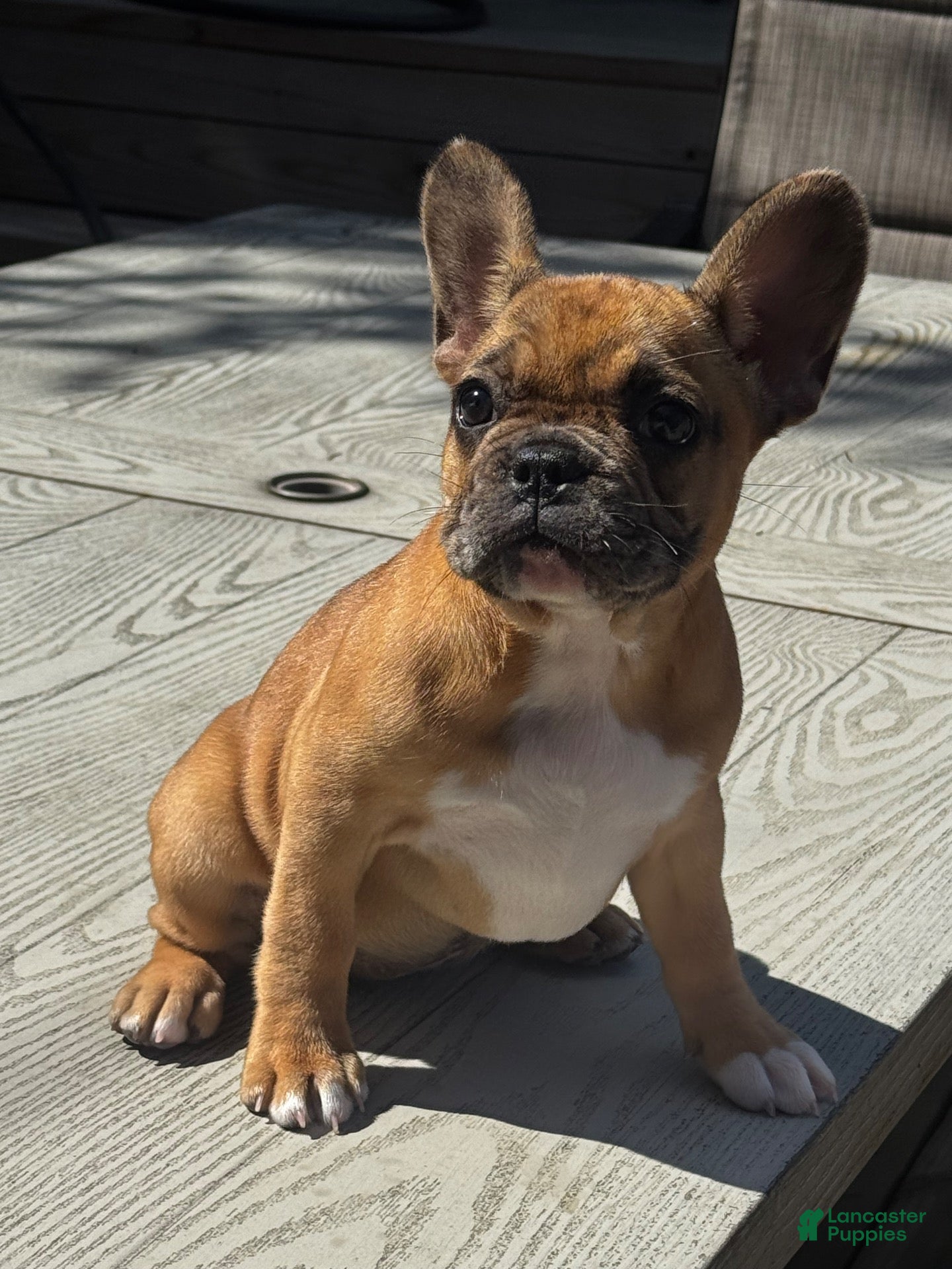 French Bulldog dogs for sale: Pretty Girl - Ad 1