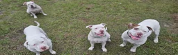 American Bulldog dogs for sale: American Bulldog 6 - Ad 4