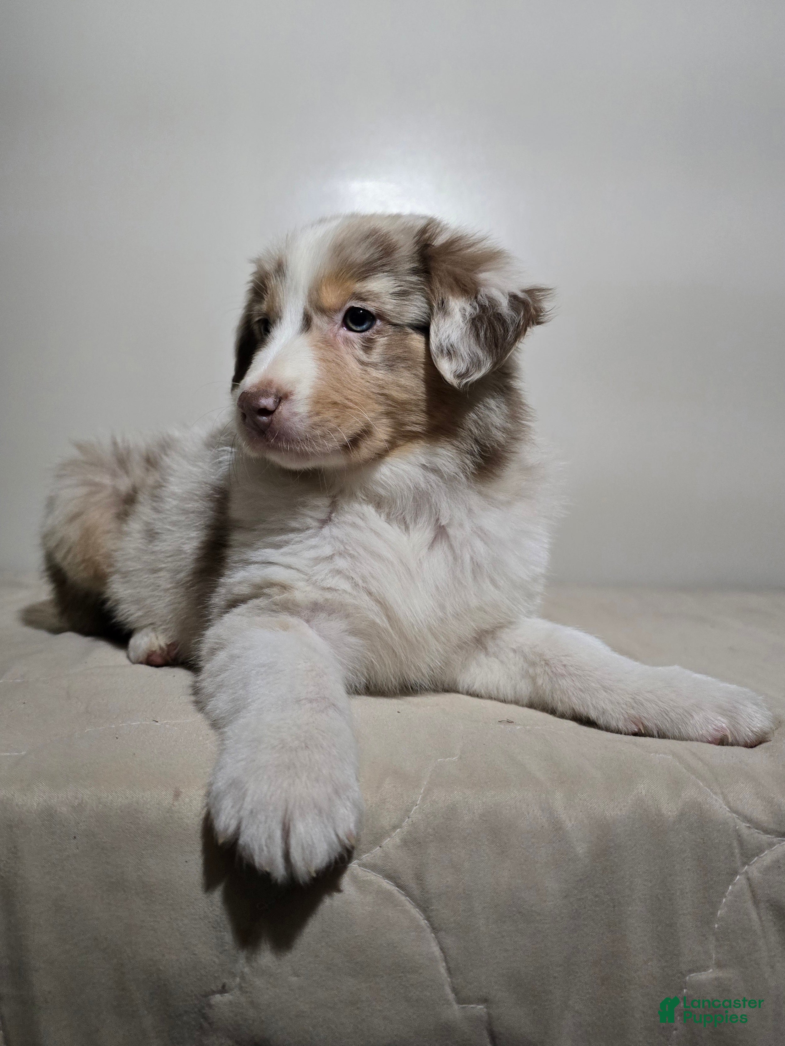 Australian Shepherd dogs Cinnamon  - Ad 1