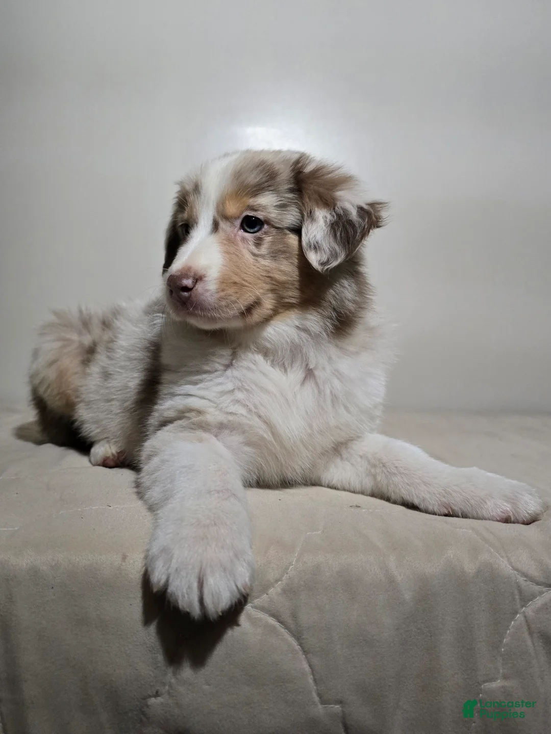 Australian Shepherd dogs for sale: Cinnamon  - Ad 1