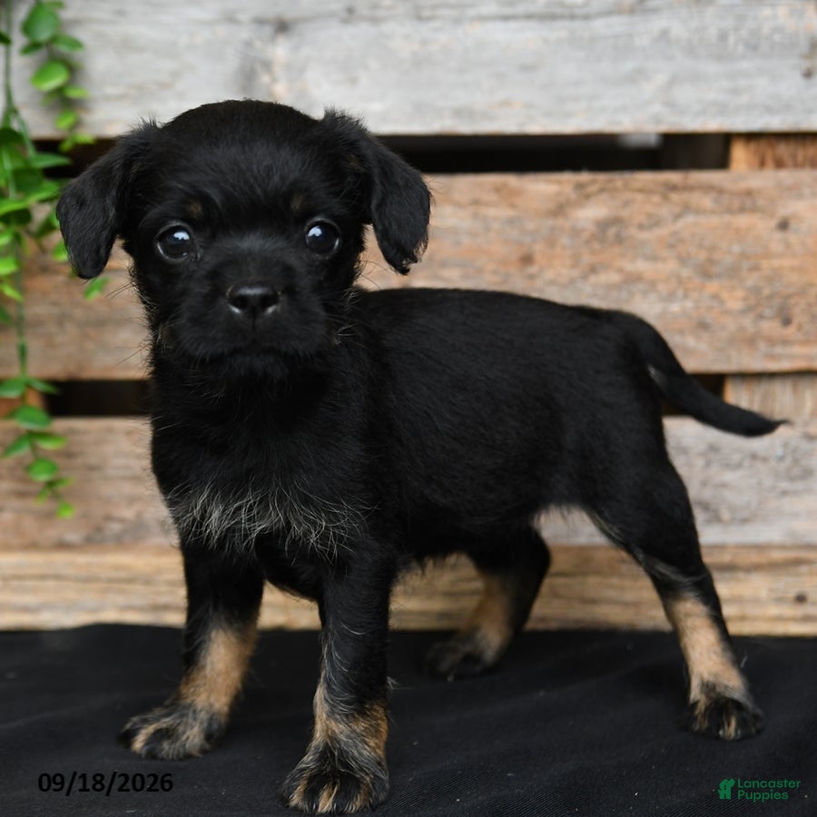 Mixed Breed dogs Tiffany - Ad 2