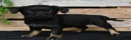 Mixed Breed dogs for sale: Tiffany - Ad 2