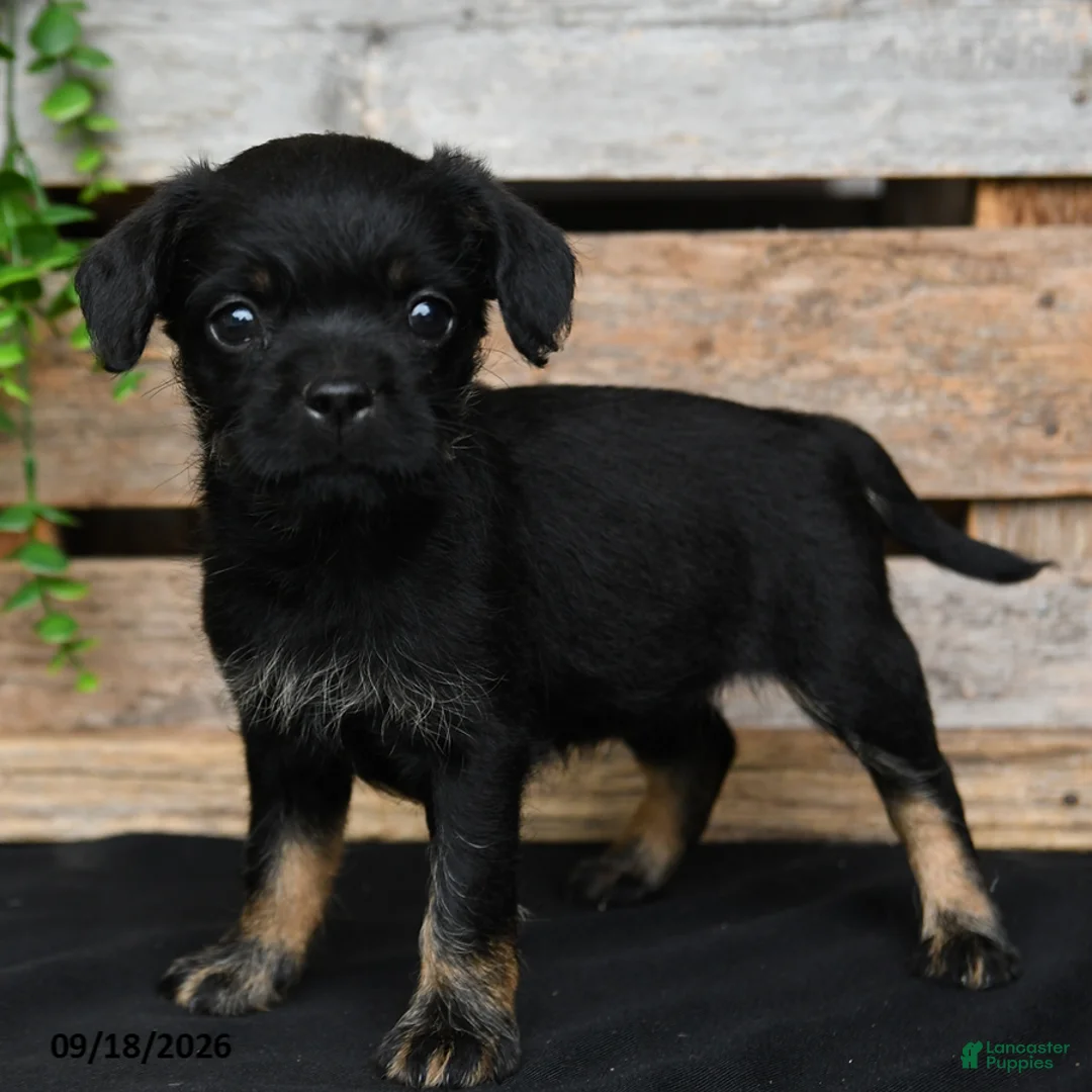 Mixed Breed dogs for sale: Tiffany - Ad 2