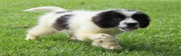 Newfoundland dogs for sale: Bruce - Ad 3