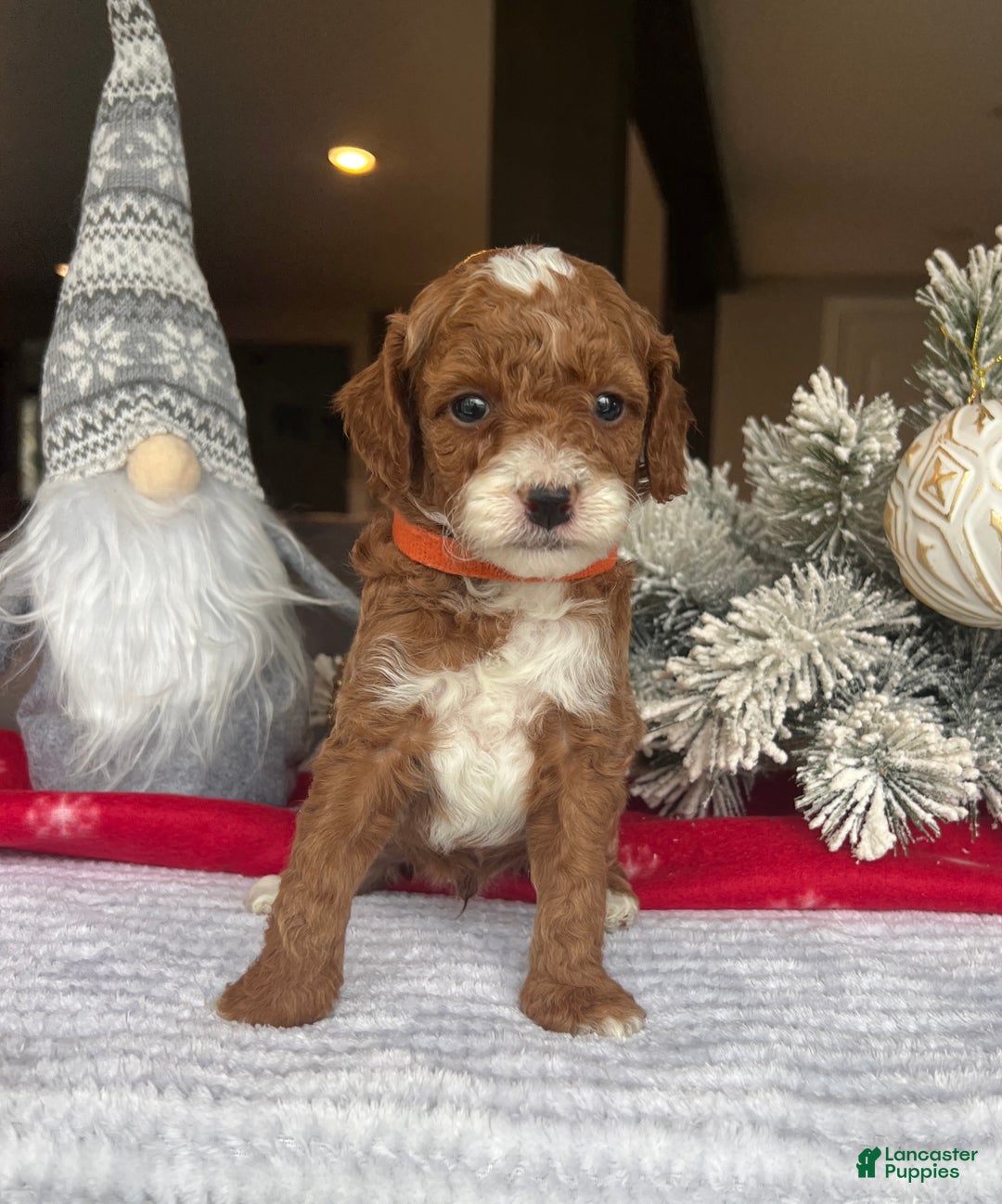 Mini Goldendoodle dogs for sale: Charlie - Ad 2