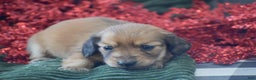 Miniature Dachshund dogs for sale: Arland - Ad 4