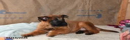 Belgian Malinois dogs for sale: Tanner - Ad 3