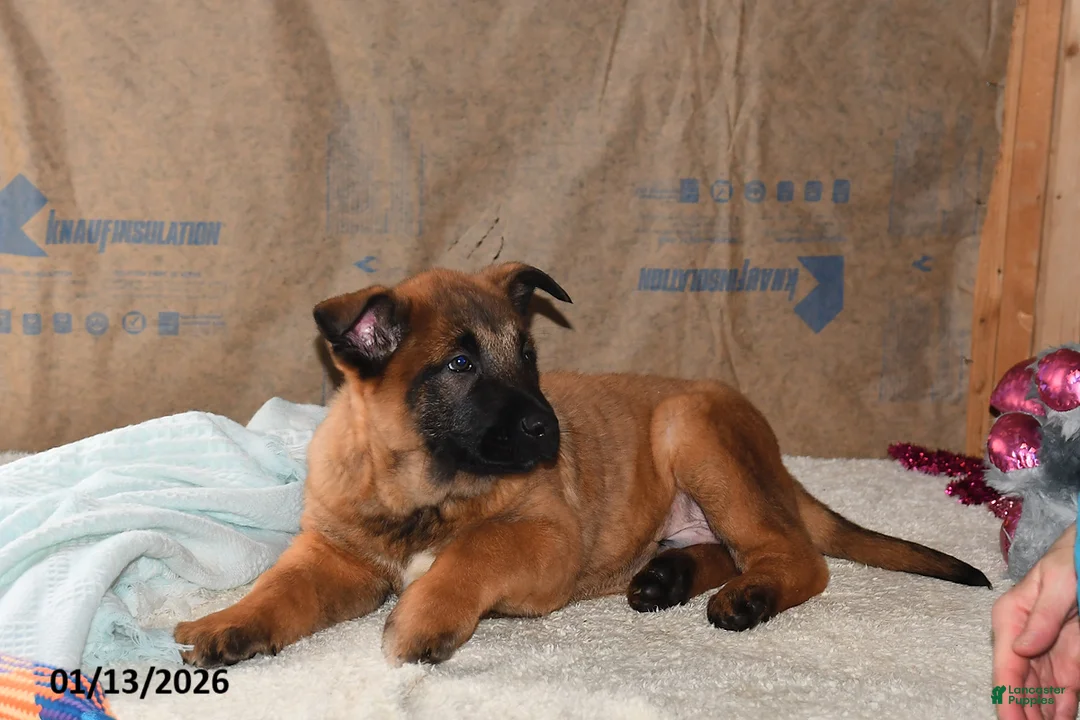 Belgian Malinois dogs for sale: Tanner - Ad 3