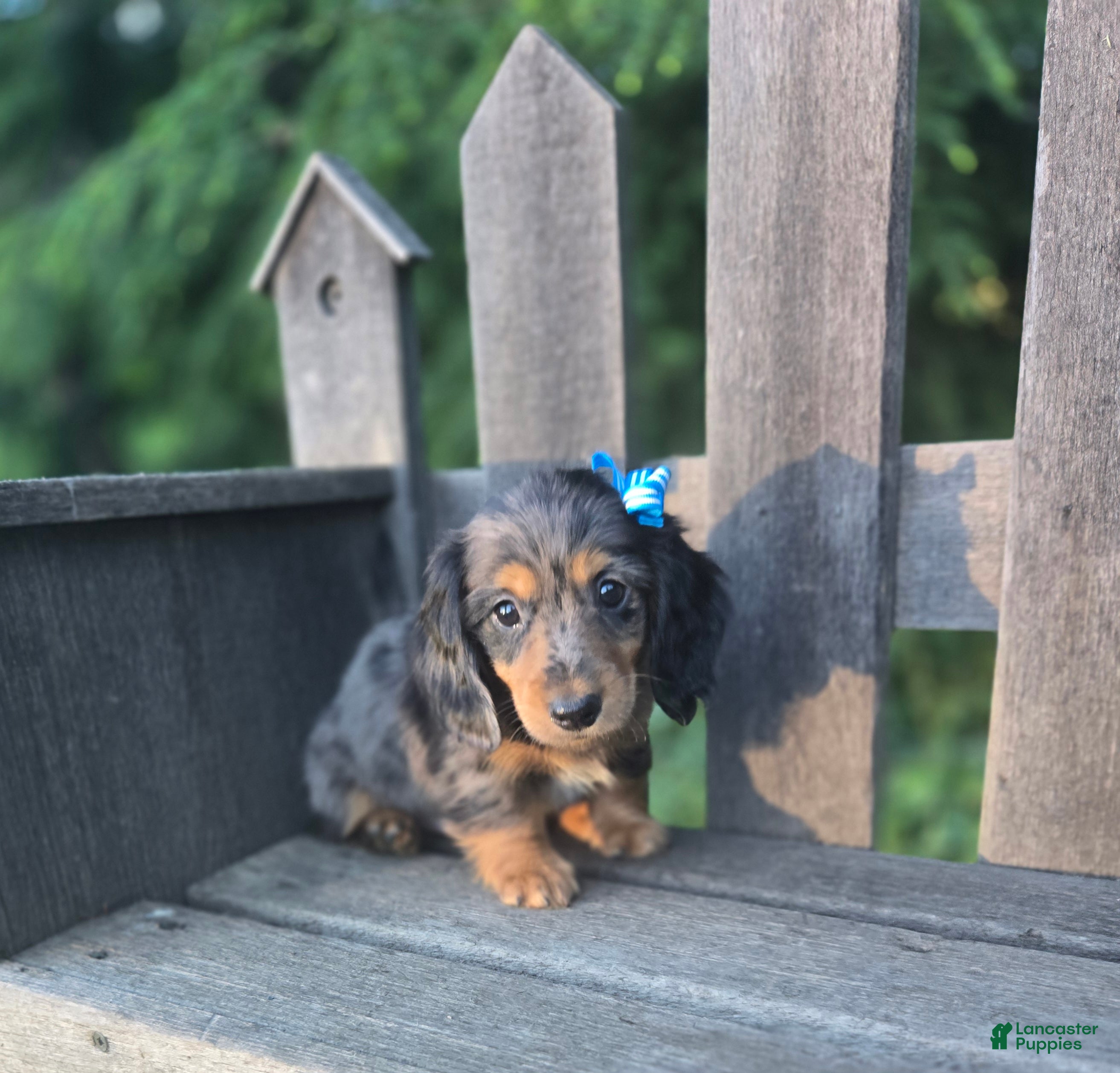 Miniature Dachshund dogs Bruno - Ad 1