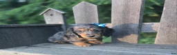 Miniature Dachshund dogs for sale: Bruno - Ad 1