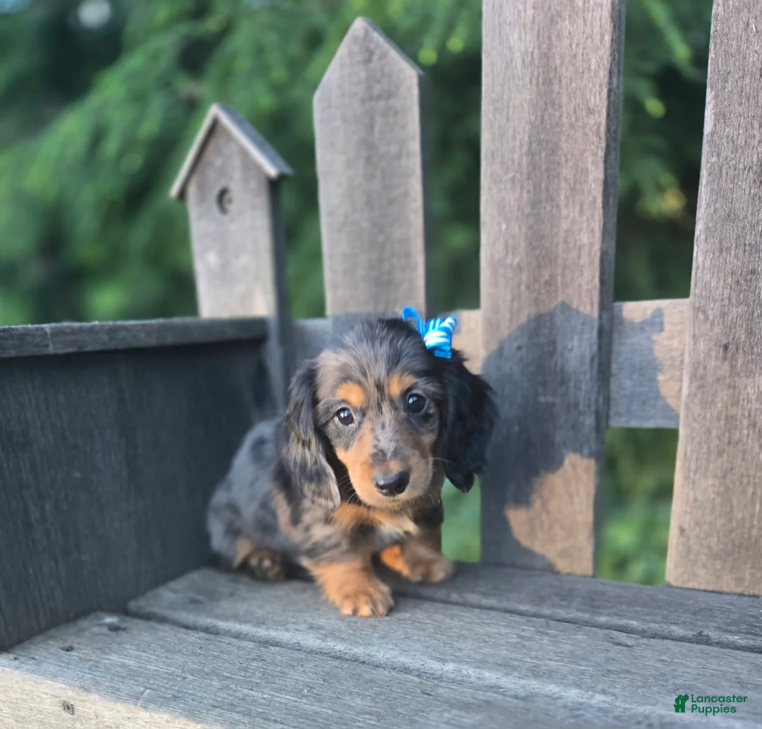 Miniature Dachshund dogs for sale: Bruno - Ad 1