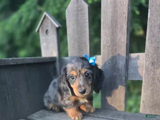 Miniature Dachshund dogs for sale: Bruno - Ad 2