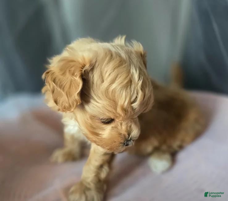 Maltipoo dogs Laura  - Ad 39