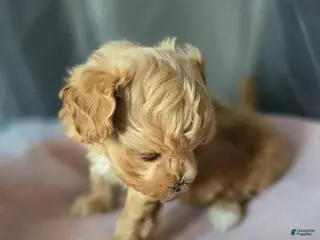 Maltipoo dogs Laura - Ad 24