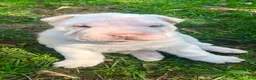 Shar Pei dogs for sale: Shar Pei Puppy 1 - Ad 7
