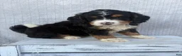 Mini Bernedoodle dogs for sale: Sawyer - Ad 5