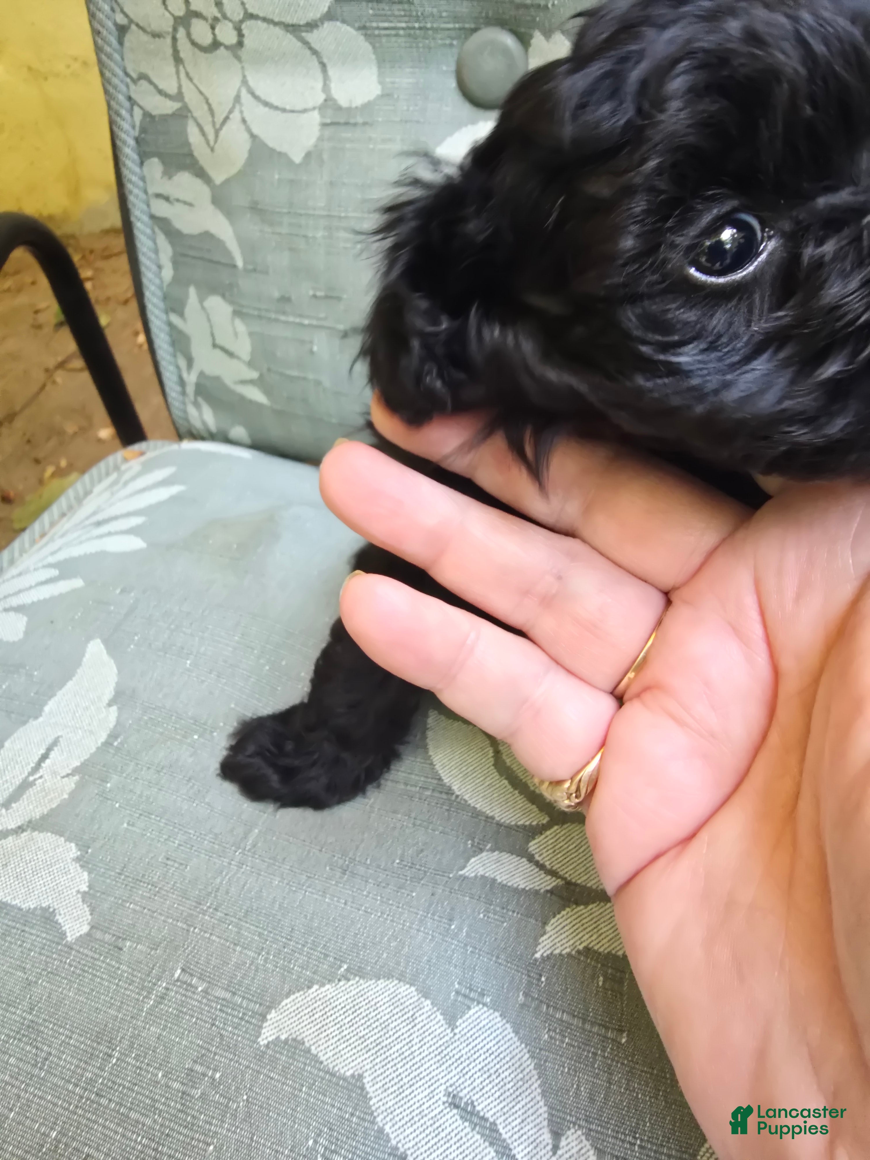 Maltipoo dogs Maltipoo Puppy 2 - Ad 1