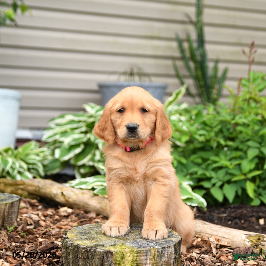 Golden Retriever dogs for sale: Gingersnap - Ad 2