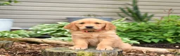 Golden Retriever dogs for sale: Gingersnap - Ad 1
