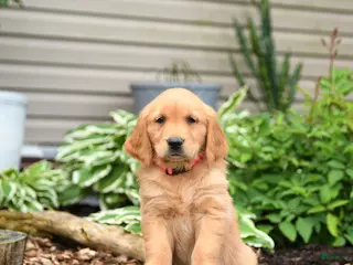 Golden Retriever dogs for sale: Gingersnap - Ad 2