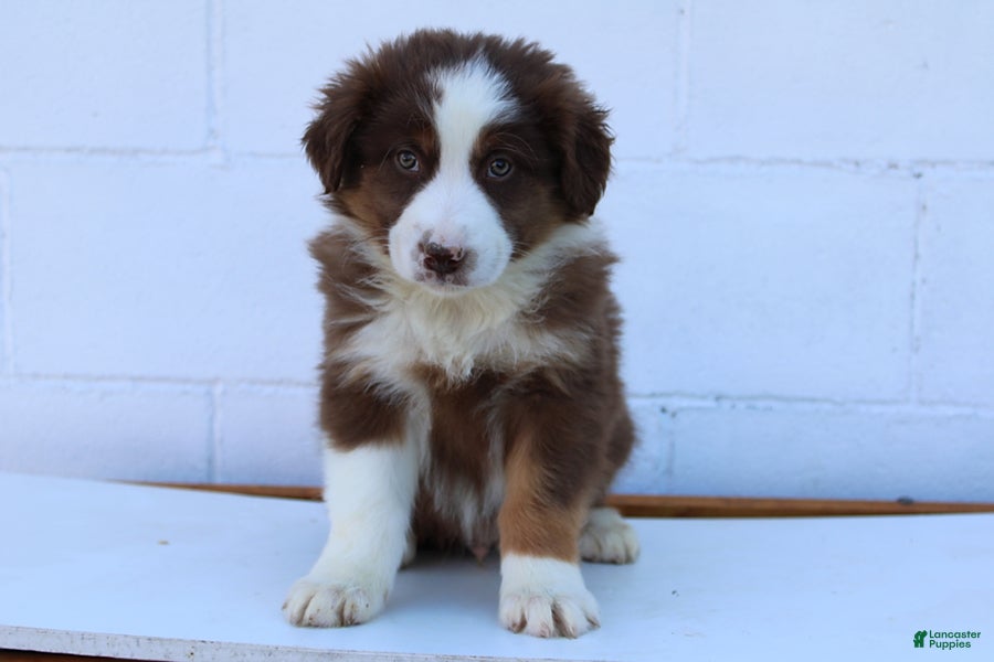 Australian Shepherd dogs Sarge - Ad 1