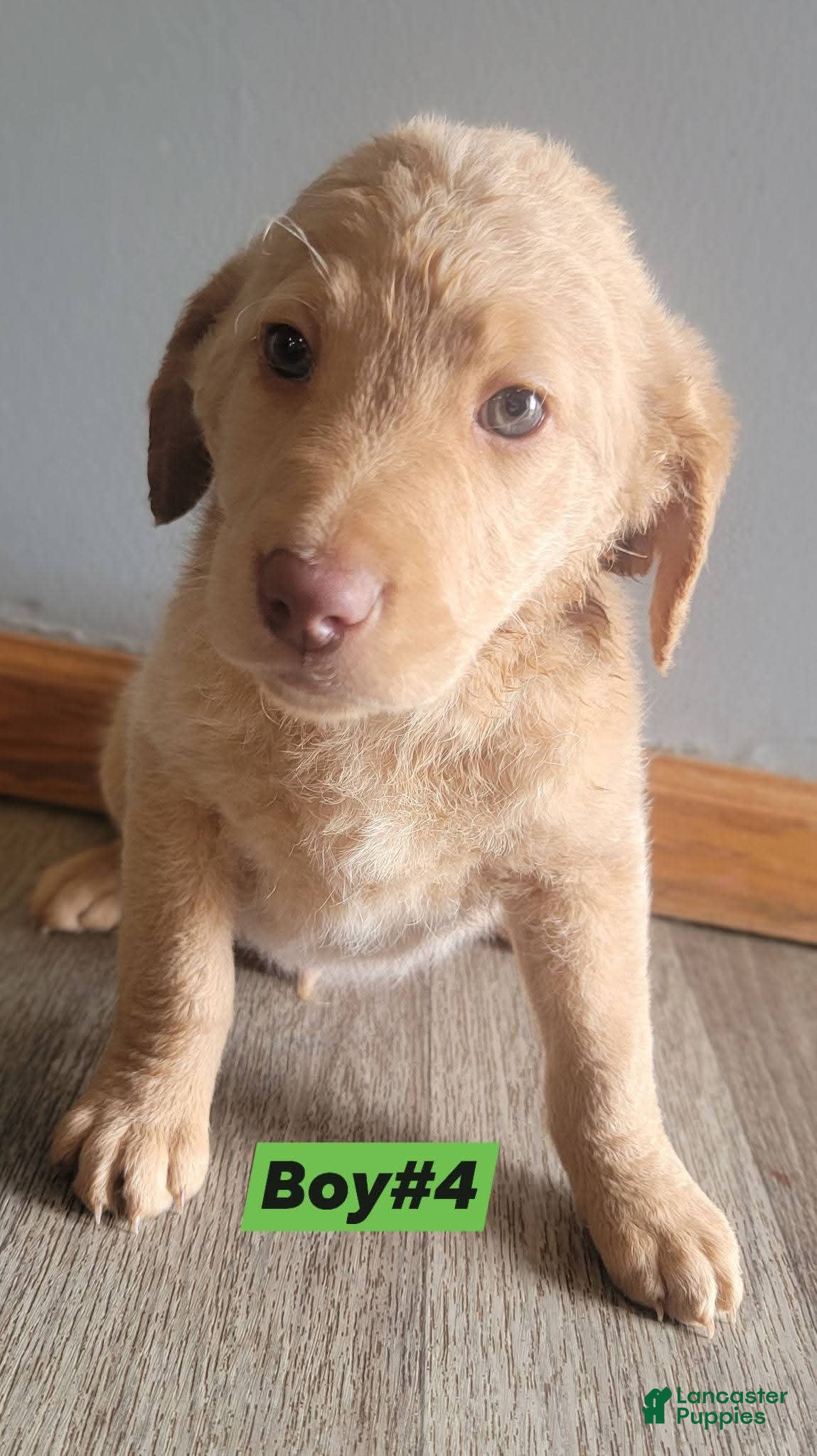 Double Doodle dogs Double Doodle Puppy 4 - Ad 6