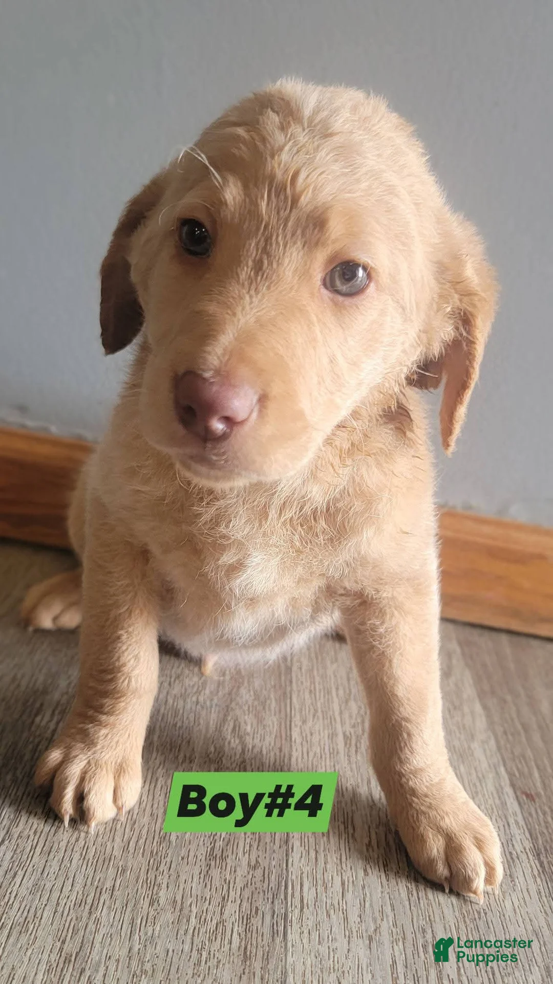 Double Doodle dogs for sale: Double Doodle Puppy 4 - Ad 1