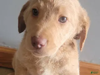 Double Doodle dogs Double Doodle Puppy 4 - Ad 17