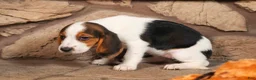 Beagle dogs for sale: Dottie🎀 - Ad 19