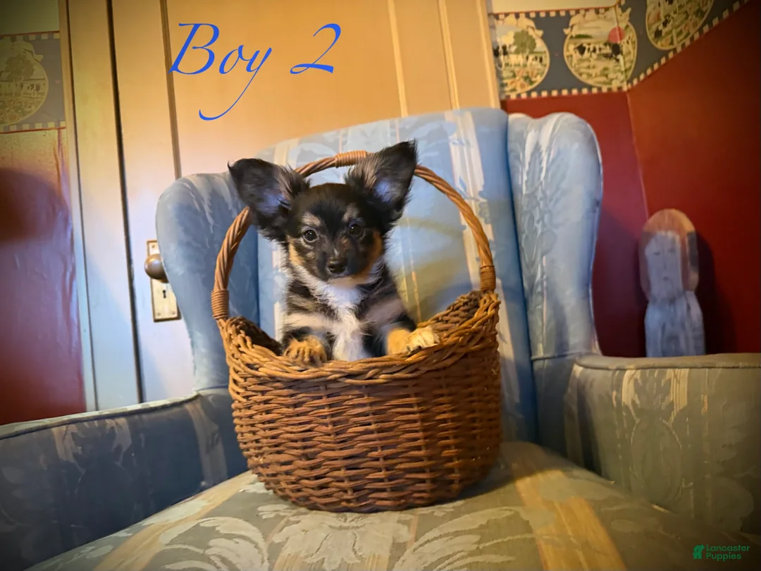Papillon dogs for sale: Missy's boy #2 - Ad 1