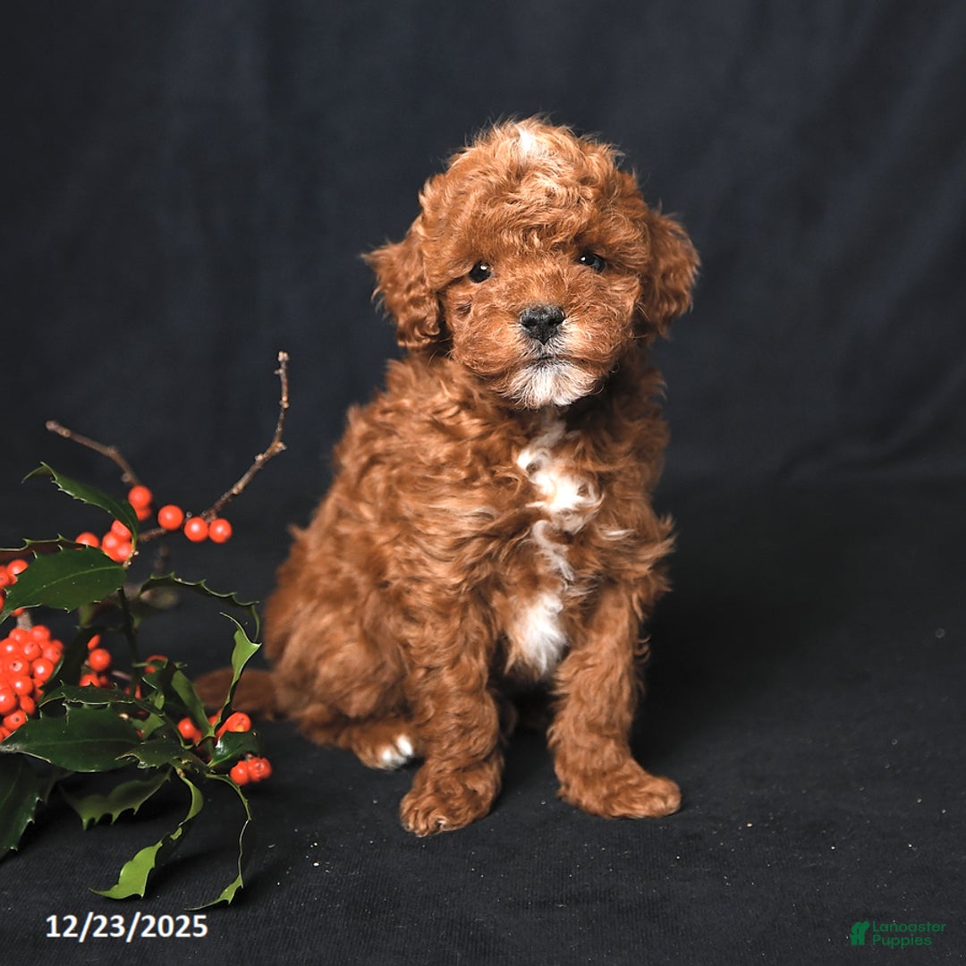 Toy Poodle dogs for sale: Tiny Landon - Ad 3