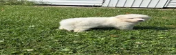 Great Pyrenees dogs for sale: Mrs Orange  - Ad 7