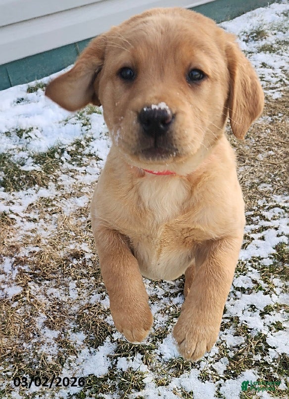 Labrador Retriever dogs Sandy - Ad 2